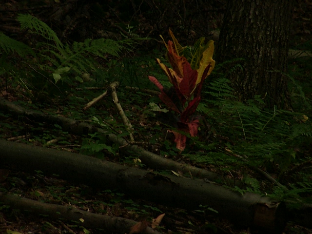 Ein Horn 4