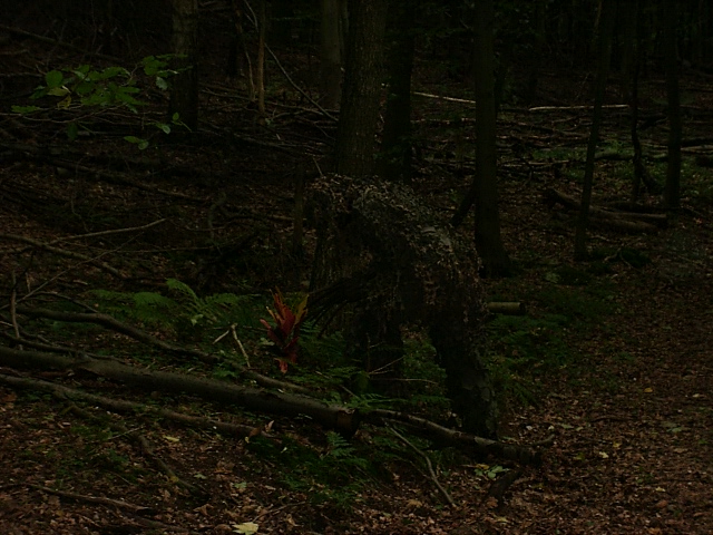 Ein Horn 4